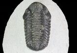 Bargain, Phacops Trilobite - Morocco #68608-5
